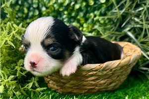 Delilah | Puppies For Sale at Pawrade