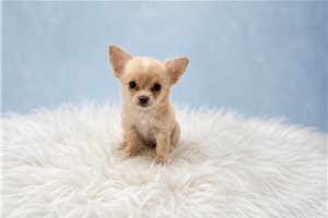 Waylon - Chihuahua for sale