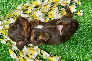 Edgar | Puppies For Sale at Pawrade