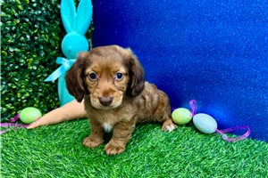 Jenny - Dachshund, Mini for sale