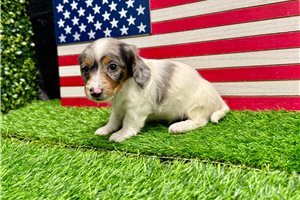 Sergio - Dachshund, Mini for sale