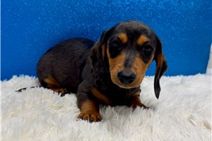 Wilbur - Dachshund, Mini for sale