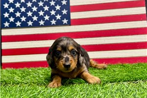 Pocahontas - Dachshund, Mini for sale