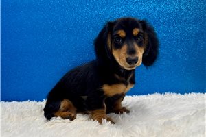 Sturgis - Dachshund, Mini for sale