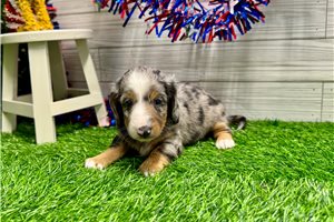 Malcolm - Dachshund, Mini for sale