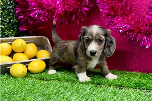 Natalie - Dachshund, Mini for sale