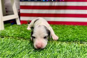 Sansa - puppy for sale