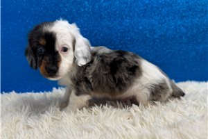 Perry - Mini Dachshund for sale