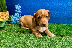 Vicki - Dachshund, Mini for sale