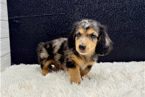 Seth - Dachshund, Mini for sale
