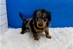 Sanford - puppy for sale