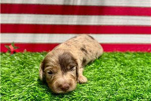 Samara - puppy for sale