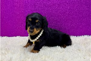 Penelope - Dachshund, Mini for sale