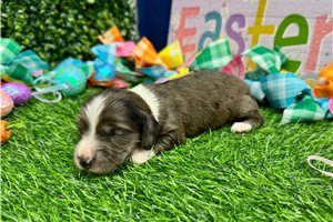 Natalie - puppy for sale