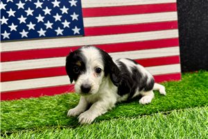 Sammy - Dachshund, Mini for sale