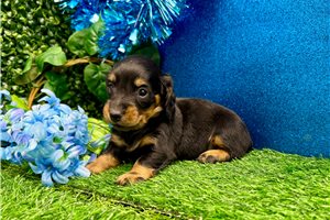 Eleanor - puppy for sale