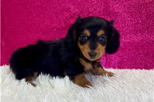 Zariah - Dachshund, Mini for sale