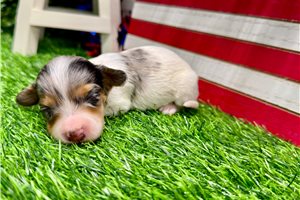 Poppet - puppy for sale