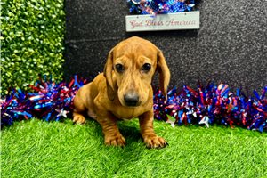 Jack - Dachshund, Mini for sale