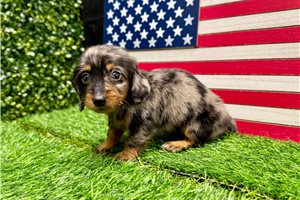 Salvatore - Dachshund, Mini for sale