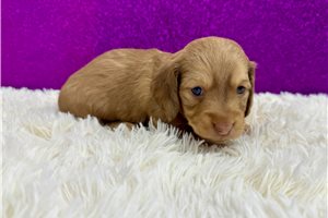 Holly - puppy for sale