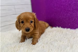 Ripley - Mini Dachshund for sale