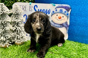 Oakley - Dachshund, Mini for sale