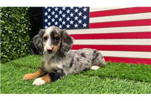 Maddie - Dachshund, Mini for sale