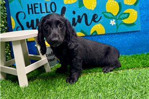 Madeline - Dachshund, Mini for sale