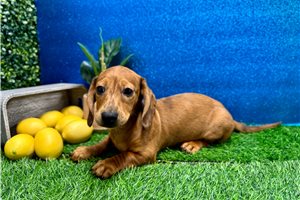 Jack - Dachshund, Mini for sale