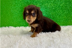 Soloman - Dachshund, Mini for sale