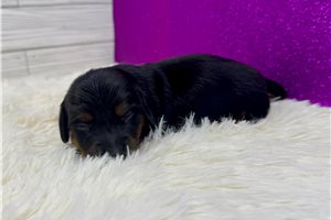 Bellatrix - puppy for sale