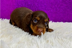 Corrine - puppy for sale