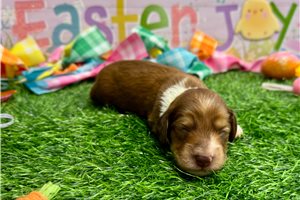 Nanette - puppy for sale