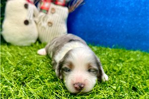 Gretel - Dachshund, Mini for sale