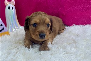 Tulip - puppy for sale
