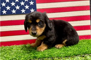 Sturgis - Dachshund, Mini for sale