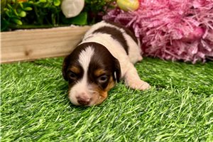 Scout - puppy for sale