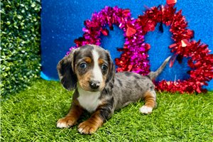 Gwen - Dachshund, Mini for sale