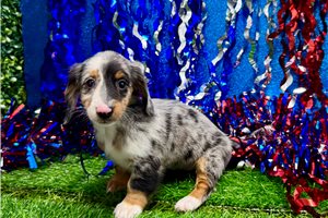 Maddie - Dachshund, Mini for sale
