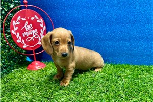 Devon - Dachshund, Mini for sale