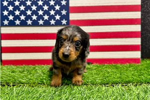 Sanford - Dachshund, Mini for sale