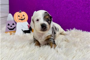 Phillipa - puppy for sale