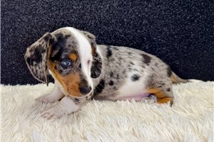 Washington - Dachshund, Mini for sale