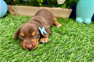 Veronica - puppy for sale