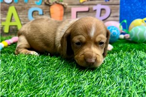 Vicki - Dachshund, Mini for sale