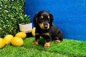 Eleanor - Dachshund, Mini for sale
