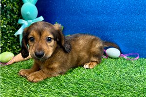 Jonny - puppy for sale