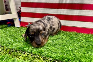 Salvatore - puppy for sale