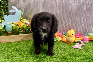 Pixie - Mini Dachshund for sale